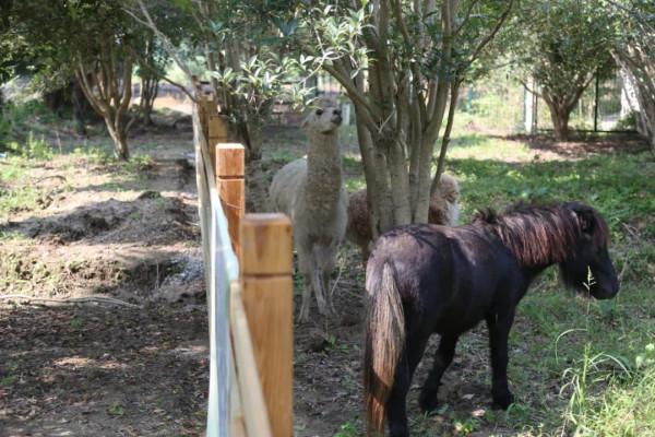 今年第一波桂花香!快來這裡大口呼吸 今年第一波桂花香!快來這裡大口呼吸