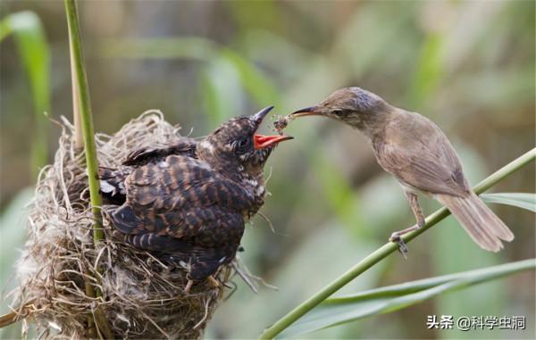當鳥類發現自己養了一隻杜鵑的雛鳥時,它們會是什麼反應? 當鳥類發現自己養了一隻杜鵑的雛鳥時,它們會是什麼反應?