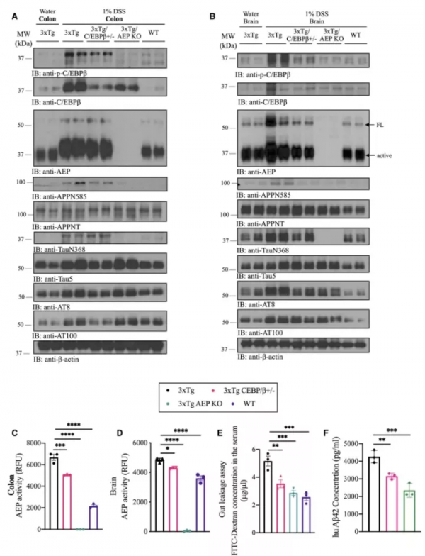 腸道炎症誘導C/EBPβ/δ分泌酶依賴性Aβ和Tau病理的對腦傳播 腸道炎症誘導C/EBPβ/δ分泌酶依賴性Aβ和Tau病理的對腦傳播