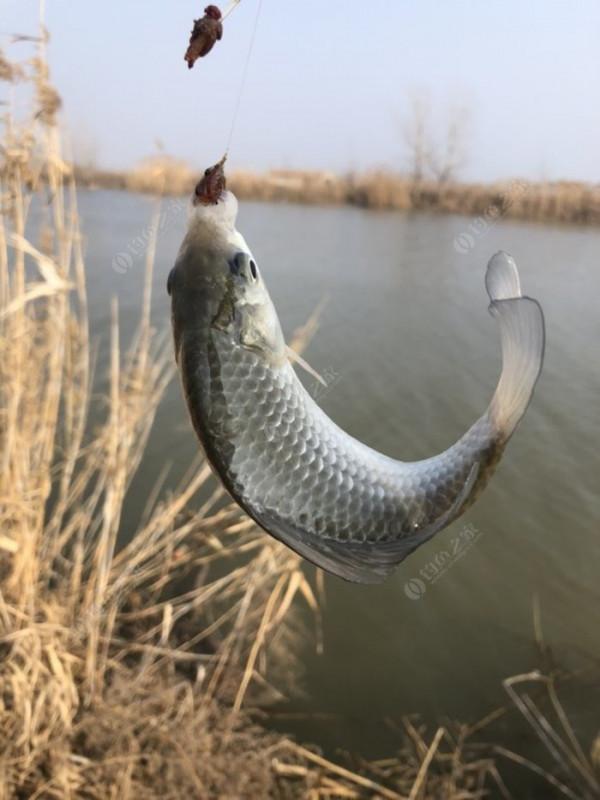 2022垂釣日誌之1，成子湖支流這河魚怎麼這麼瘋