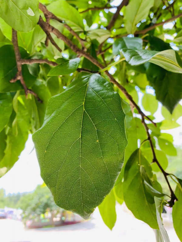 潭柘寺的“柘”，原來如此~！