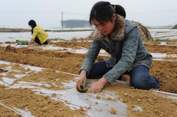 白供了兩個大學生,都回家種地了(故事) 白供了兩個大學生,都回家種地了(故事)