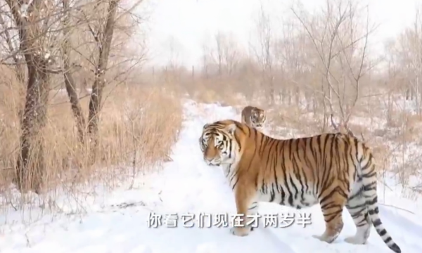 野生動物專家劉丹野化訓練東北虎，訓練虎崽，讓東北虎重返山林
