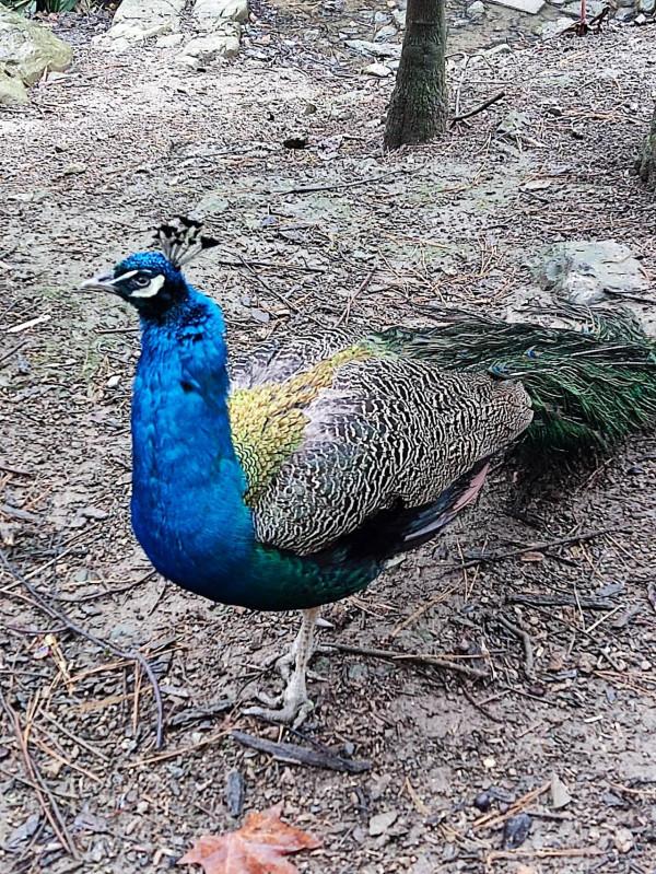 黔靈山公園，猴子不是唯一的亮點