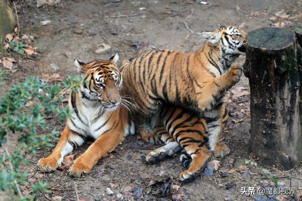 虎頭虎腦 虎虎生威 這波老虎表情包值得擁有