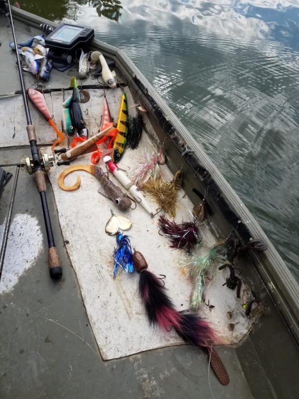 甩一萬杆，才能釣到一條的魚，卡在樹上，被鳥當窩了