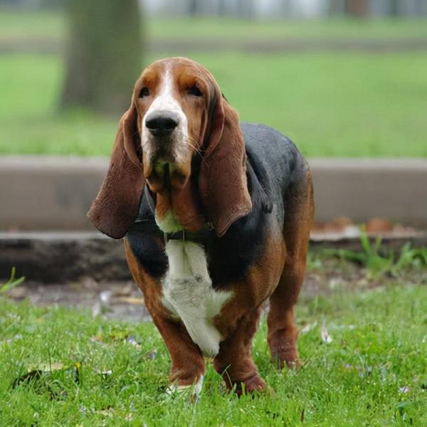 狗狗品種介紹大全！我們應該怎麼挑選適合自己的狗狗？