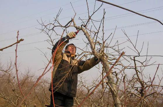 冬季果園怎麼維護?安徽省果園冬季管理技術指導意見釋出 冬季果園怎麼維護?安徽省果園冬季管理技術指導意見釋出