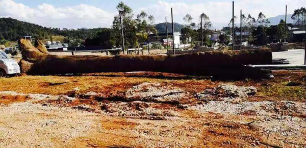 如此大的金絲楠木陰沉木，你見過嗎？