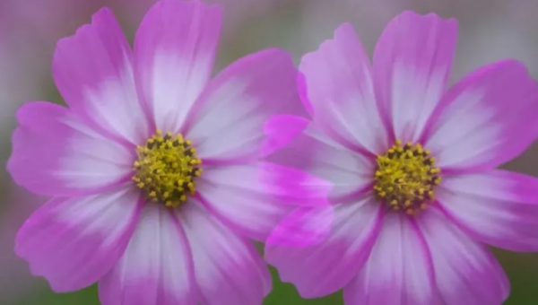 相對低調不會輕易展示自己的實力總是百折不撓迎難而上逆水行舟 相對低調不會輕易展示自己的實力總是百折不撓迎難而上逆水行舟