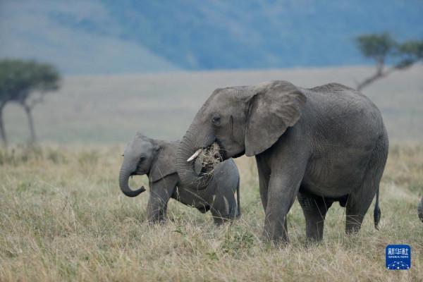 新冠疫情下待復甦的肯亞旅遊業