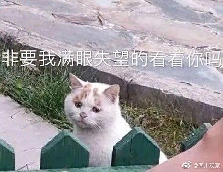 幸福來得太快!表情包委屈貓貓被領養 幸福來得太快!表情包委屈貓貓被領養