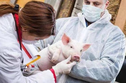 首例豬心臟成功移植入人體內，人面獸心成為現實？