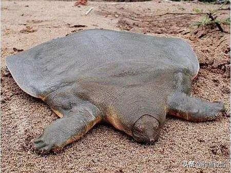 救黿行動:人工繁殖的20只黿放歸自然,能否成功恢復野外種群? 救黿行動:人工繁殖的20只黿放歸自然,能否成功恢復野外種群?