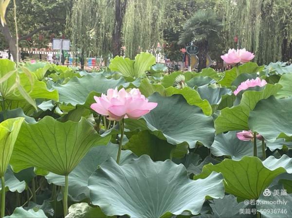 【五律•語遲則人貴】