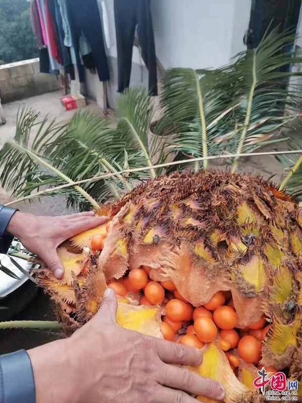 雲報觀察丨看春城的生物多樣性