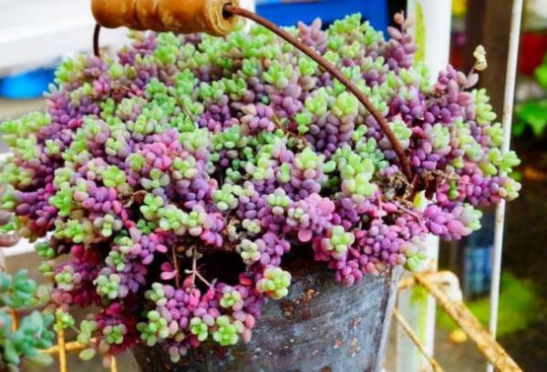 8種多肉顏值高,還帶有迷人香氣,肉友們養了幾種? 8種多肉顏值高,還帶有迷人香氣,肉友們養了幾種?