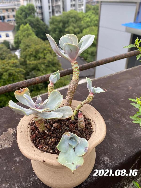 肉肉的輪迴：繁榮、美麗、衰敗、重生、逆襲