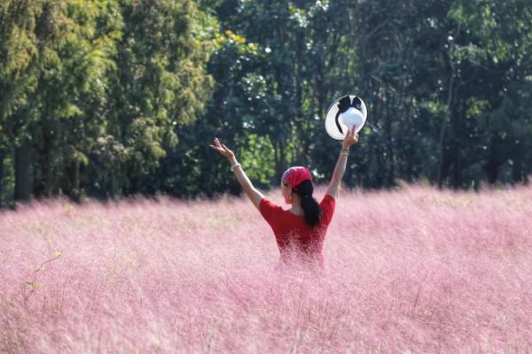 桂花芬芳,紅楓似火,崇明秋景打卡攻略來啦 桂花芬芳,紅楓似火,崇明秋景打卡攻略來啦