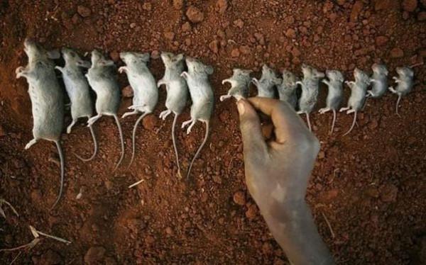 “25號宇宙”實驗是科學史上最可怕的實驗之一