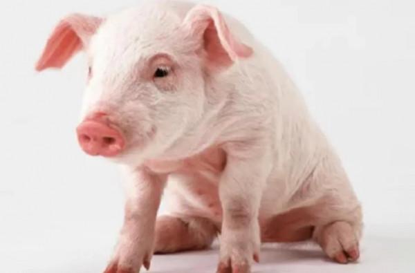 豬為什麼不能仰望天空？