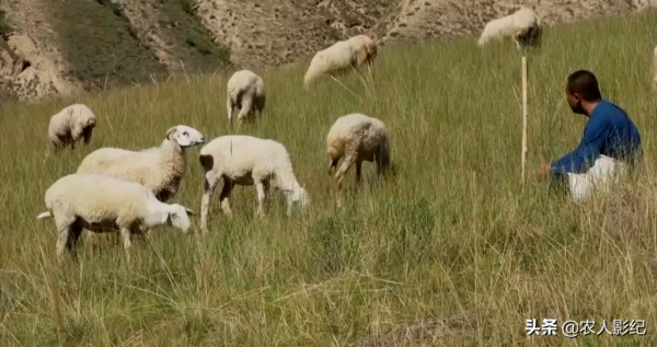 甘肅小夥進山放羊，養羊三年賠三年，屢敗屢戰年收入1000多萬元