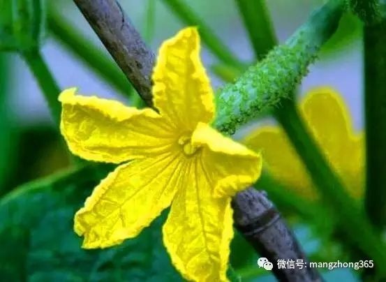 52種病蟲害防治,農藥混用秘方(建議收藏) 52種病蟲害防治,農藥混用秘方(建議收藏)