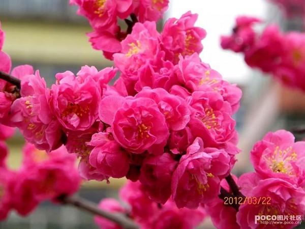 步韻和豔梅女史《初度》原玉