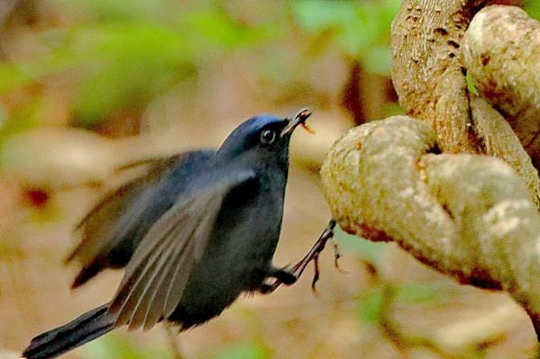 白尾藍地鴝拍於華南植物園