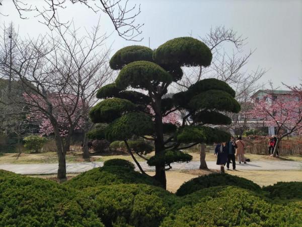 黿頭渚櫻花先睹為快