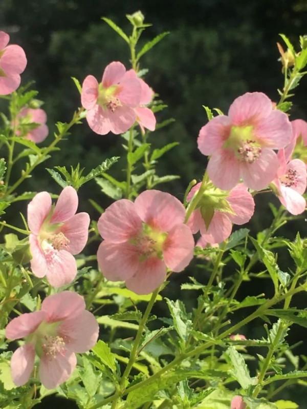 養好小木槿，做到3點，花期更長了，側枝多花量大美美噠