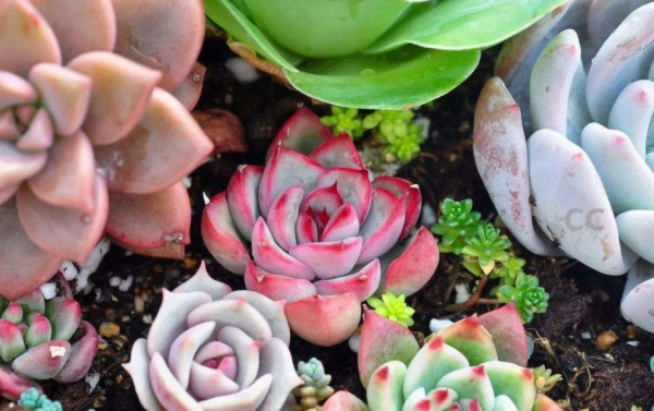 天冷抓緊時間趕製這3樣養花肥,正好臭味小,方便來年開春用 天冷抓緊時間趕製這3樣養花肥,正好臭味小,方便來年開春用