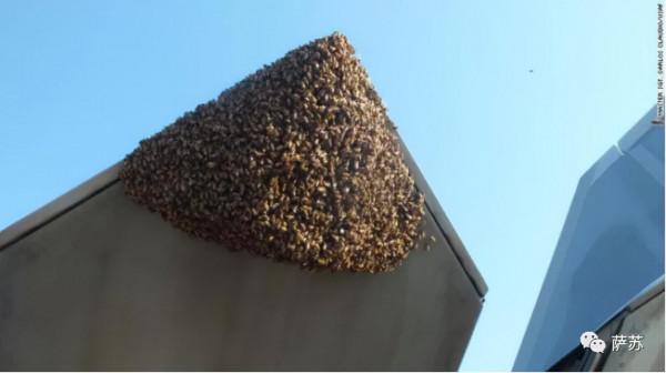 一件雨衣摧毀一架F35?這算啥,蜜蜂還幹躺過F22呢,老美太丟人了 一件雨衣摧毀一架F35?這算啥,蜜蜂還幹躺過F22呢,老美太丟人了