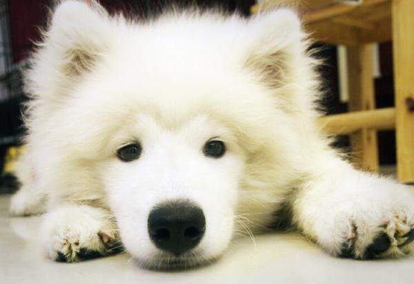 狗狗做錯事了,都會跟主人道歉,你收到了嗎? 狗狗做錯事了,都會跟主人道歉,你收到了嗎?