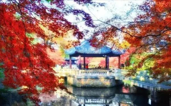 虞山公園看紅楓斑斕
