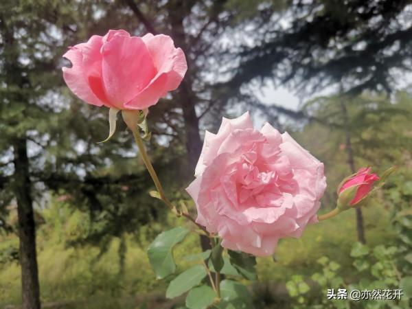 寫作療愈：用寫作認清自己，增強自信