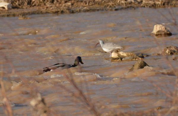 #我與鳥的故事# 䴉嘴鷸