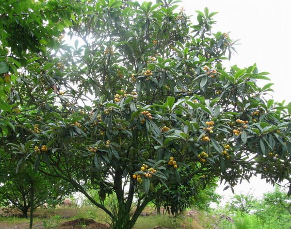 花園裡種什麼樹:這12種果樹,花園種上幾株,家裡水果多到吃不完 花園裡種什麼樹:這12種果樹,花園種上幾株,家裡水果多到吃不完