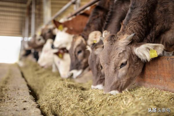牛肉價格昂貴，為什麼養殖戶卻說不賺錢了？主要有以下五個原因