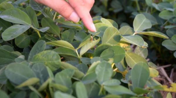 洗衣粉當農藥真能殺蟲？這四種害蟲有效，怎麼用是關鍵