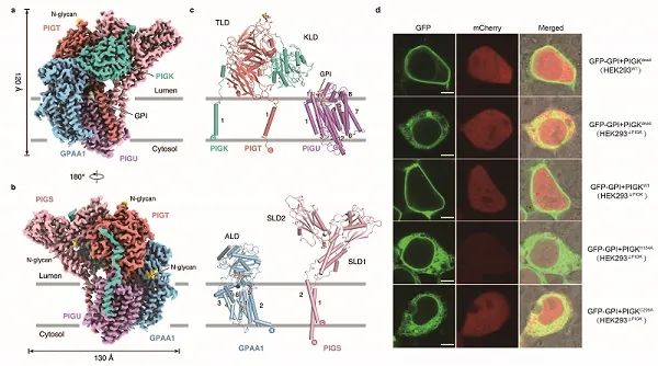 科研人員解析GPI轉醯胺酶複合物結構並揭示其催化機制