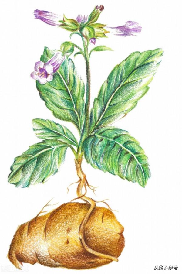 牙疼,只用止痛藥?還要辨別每顆牙的歸經,用藥不同 牙疼,只用止痛藥?還要辨別每顆牙的歸經,用藥不同