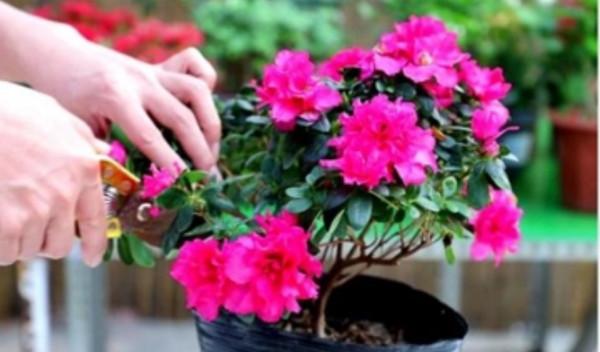 6種花“很怕曬”，光照太強容易黃葉枯萎，難怪養不好