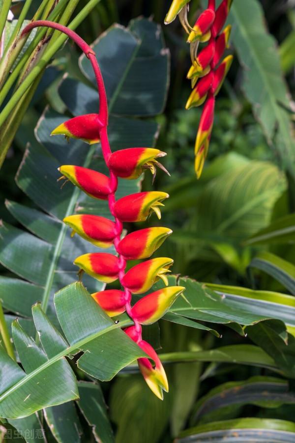 &OpenCurlyDoubleQuote;蠍尾蕉&rdquo;花中君子，友善好客