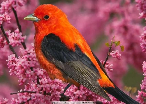 分享圖片：精美絕倫的鳥兒。顏色鮮豔，姿態優美，太招人喜歡了