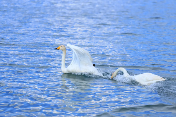 2021年，新疆非去不可，新疆怎麼玩，看完這一篇就夠了