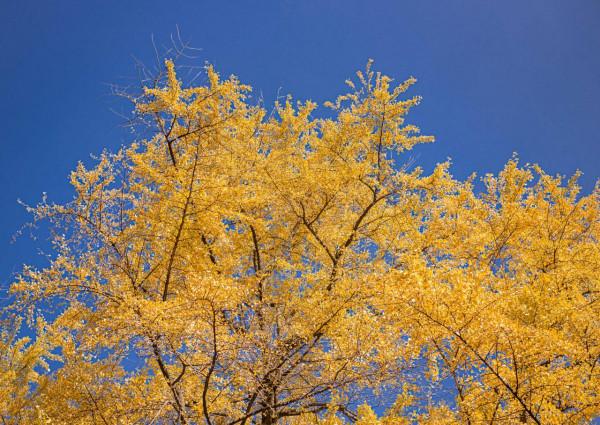開車2小時也要來的成都古寺銀杏，不要門票很良心，每年只火七天