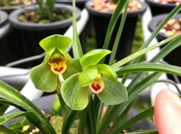 “18種”勤花勤苗的蘭花，價格不貴好養活，香味濃郁開品漂亮