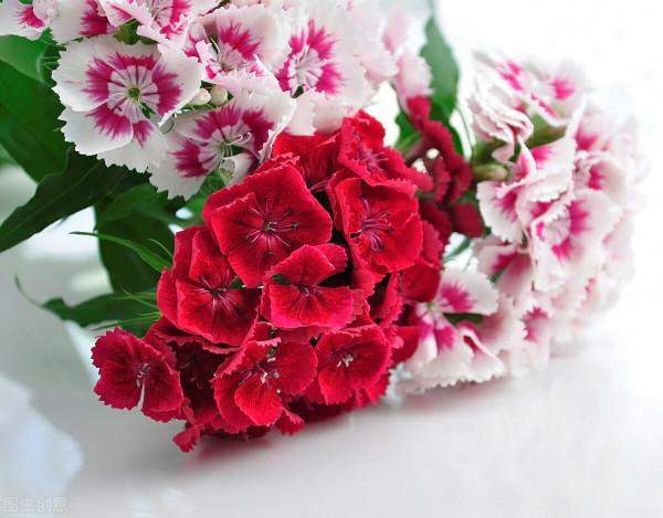 分享五彩石竹花 分享五彩石竹花