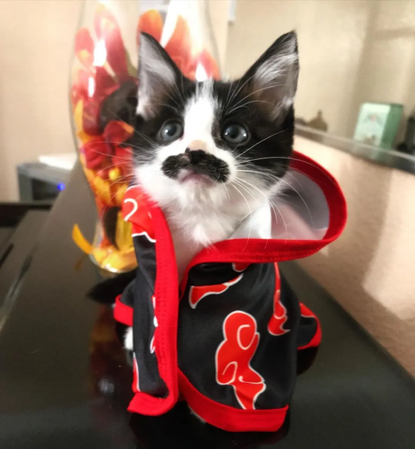 因為長了嘴一字胡，奶牛貓無人領養，卻因禍得福成了網紅